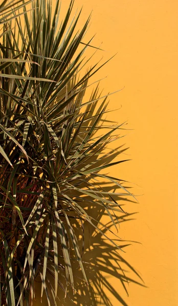 Natural Botanic Succulent Houseplant Tree Shadow Outdoor Cement Wall Abstract — Stock Photo, Image