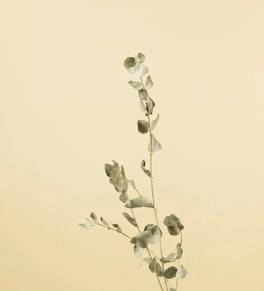Okaliptüs yaprağı kökü minimalist botanik, sıcak kremalı kahverengi pastel sanat soyut arka plana karşı..