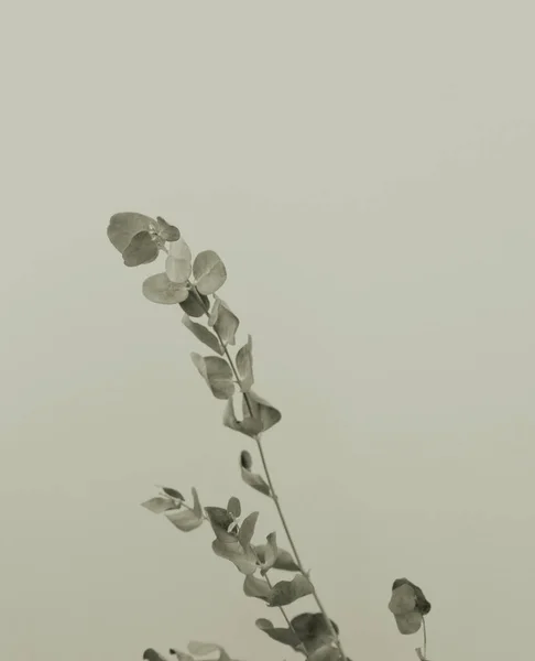 Dry eucalyptus leaf stem botanic floral foliage art background.