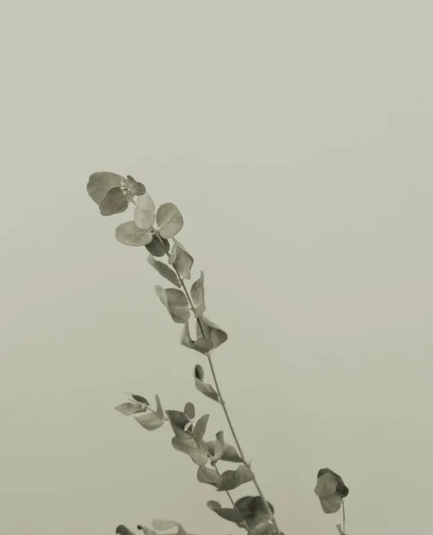 ドライユーカリの葉茎植物性の花の葉アートの背景 — ストック写真