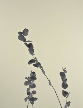 Doğal siyah kuru okaliptüs, açık bej açık kahverengi arka plana karşı dalların şık düzenlemelerini bırakır..