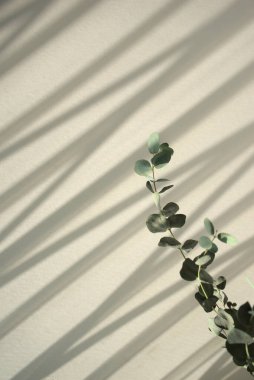 Doğal yeşil okaliptüs yaprağı sapı. Botanik element organik gölgelere karşı minimum düzeyde soyut doku arkaplanı örtüyor.