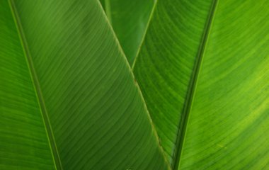 Doğal yeşil yapraklar dokulu arka plan. Tropikal stil muz yaprağı dekorasyonu soyut arkaplan.