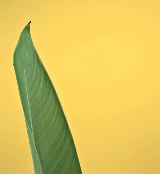 Tropical green leaf botanic fresh plant against neutral yellow earthy pastel background with copy space.