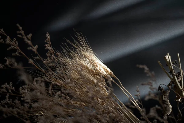 天然の有機斜めの影に対する乾燥小麦の茎と花 — ストック写真