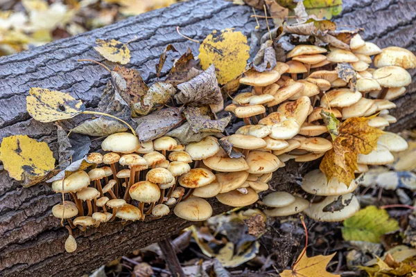 Grupo Hongos Comestibles Creciendo Bosque Otoño Tronco Árbol Caído — Foto de Stock