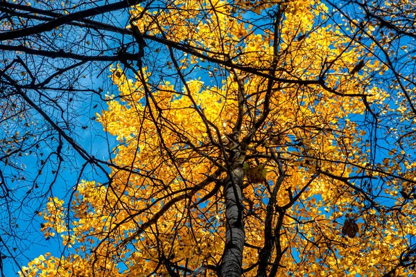 Желтая Осенняя Листва Фоне Ветвей Деревьев Ярко Синего Неба Вид — стоковое фото