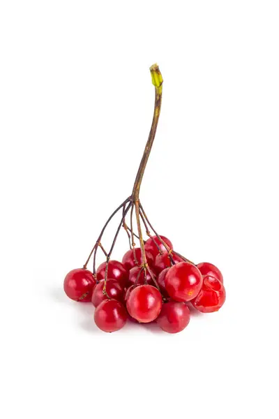 Bouquet Frênes Montagne Rouge Vif Forêt Isolés Sur Fond Blanc — Photo