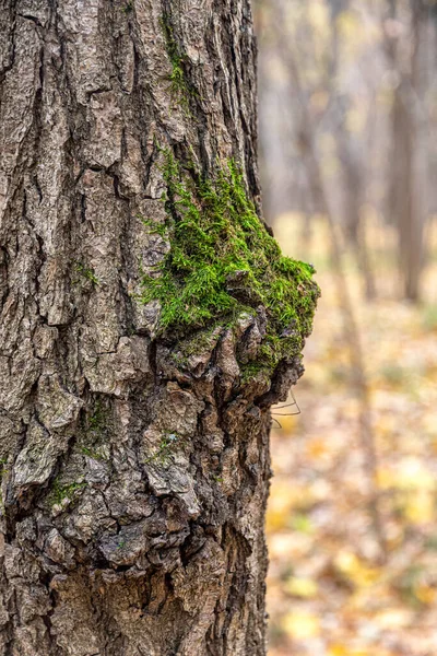 Stam Ett Träd Höstpark Täckt Med Strukturerad Bark Med Grön — Stockfoto