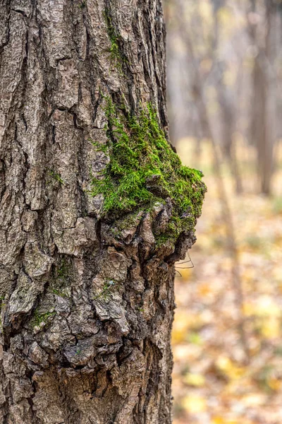 Tronco Árbol Parque Otoñal Cubierto Corteza Texturizada Con Musgo Verde — Foto de Stock