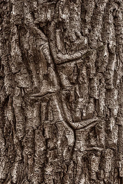 Ένα Κατάφυτο Σημαδεμένο Τραύμα Στον Φλοιό Ενός Παλιού Δέντρου Στο — Φωτογραφία Αρχείου