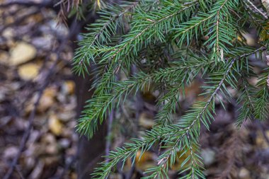 Donuk, bulanık bir sonbahar arka planında yeşil iğneli ladin dalları