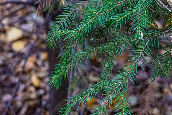 Spar Takken Met Groene Naalden Een Dof Wazig Herfst Achtergrond — Stockfoto