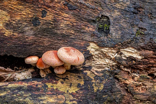 Família Fungos Parasitas Tronco Uma Árvore Caída — Fotografia de Stock