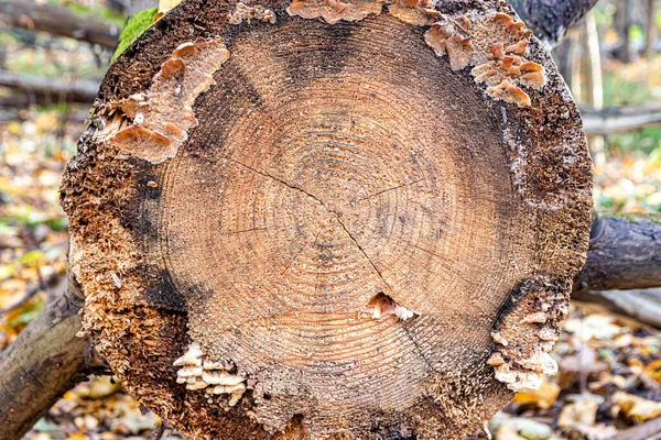 Seção Tronco Árvore Com Textura Anéis Anuais Fungos Parasitas Germinados — Fotografia de Stock