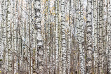 Bulutlu bir sonbahar gününde Birch Grove. Ağaç gövdelerinin arkaplan resmi