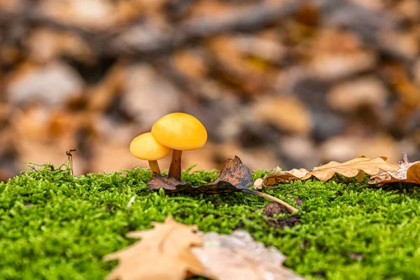 Dois Pequenos Belos Cogumelos Cor Amarela Crescem Substrato Musgo Verde — Fotografia de Stock