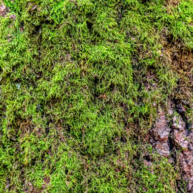 Ormanlık alandaki yaşlı bir ağacın gövdesinde yumuşak yeşil yosun yetişir. Arkaplan resmi