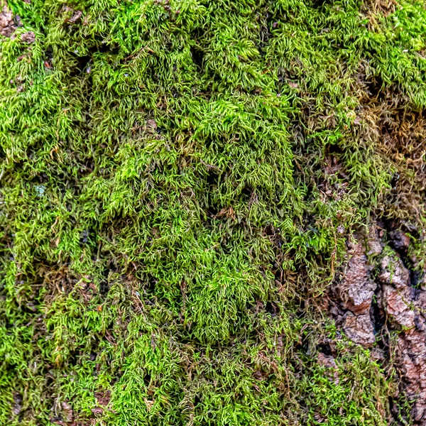 Mousse Verte Molle Pousse Sur Tronc Vieil Arbre Dans Une — Photo