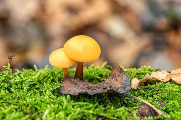 Dois Belos Cogumelos Amarelos Crescem Substrato Musgo Verde Folhas Caídas — Fotografia de Stock