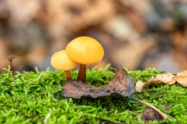 Dos Hermosas Setas Amarillas Crecen Sustrato Musgo Verde Hojas Caídas — Foto de Stock