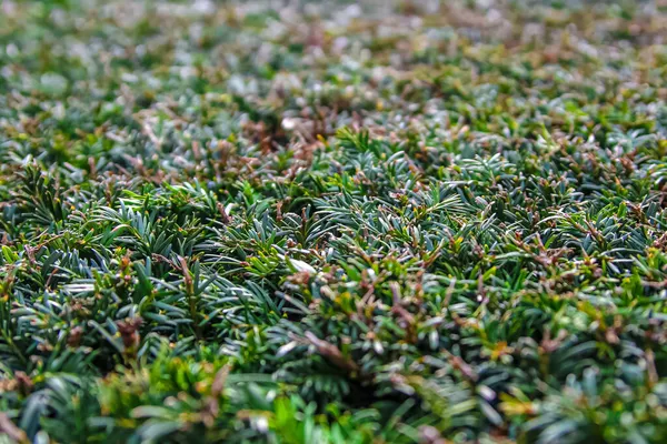 Opruimen Bezaaid Met Gevallen Naalden Scherptediepte Het Midden Van Het — Stockfoto