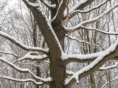 Yoğun bir kar yağışından sonra kış ormanında karla kaplı yaşlı bir meşe ağacı.