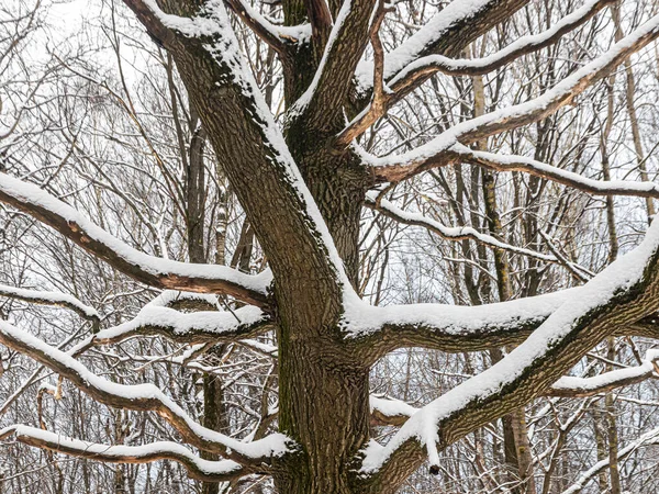 Eine Alte Eiche Einem Schneebedeckten Winterwald Nach Einem Heftigen Schneefall — Stockfoto