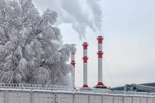 Ψηλή Πίπα Καπνίσματος Θερμοηλεκτρικής Μονάδας Και Κατεψυγμένα Δέντρα Καλυμμένα Χιόνι — Φωτογραφία Αρχείου