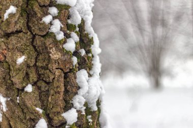 Ağaç gövdesi karla kaplı, şehir parkında bulanık ağaçla kaplı bir manzaranın arka planında.