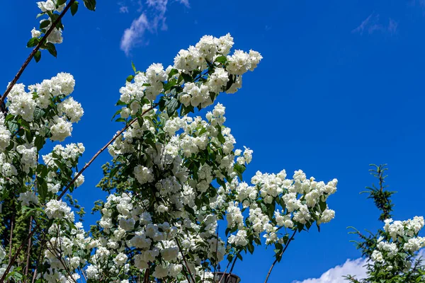 Jabłoń Gałęzie Wiosną Pięknymi Kwitnącymi Białymi Kwiatami Tle Błękitnego Nieba — Zdjęcie stockowe