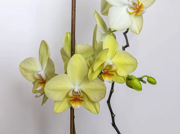 Groene Knoppen Bloeiende Gele Falaenopsis Bloemen Een Lichte Achtergrond — Stockfoto