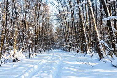Kış yolu karla kaplıydı. Kış ormanında karla kaplı ağaçların arasında.