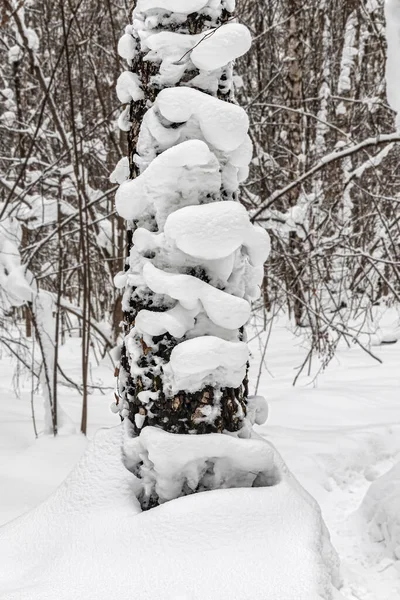 Eine Alte Birke Wald Nach Starkem Schneefall Mit Schnee Bedeckt — Stockfoto