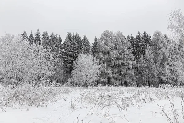 Gri Bir Kış Gününde Dalları Don Kaplı Kış Ormanında Donmuş — Stok fotoğraf
