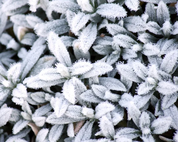 Plantes rupestres congelées — Photo