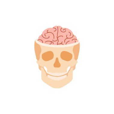 Beyni olan insan kafatası. Sinapslar ve kemik dokusunun anatomik yapısı