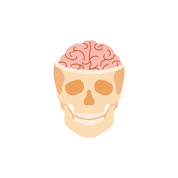 Людський череп з мозком. Анатомічна структура синапсів і кісткової тканини — стоковий вектор