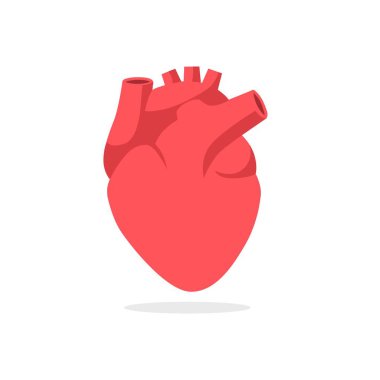 Kırmızı anatomik kalp. Damarları ve atardamarları olan insan başlı kardiyolojik organ.