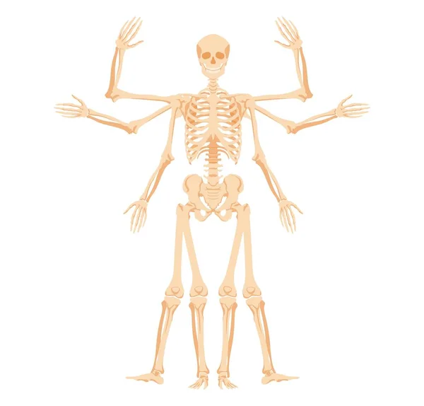 Menschliches Skelett mit verschiedenen Gesten. Mehrarmige Form mit Stufen des Heben und Senkens von Armen und Beinen — Stockvektor