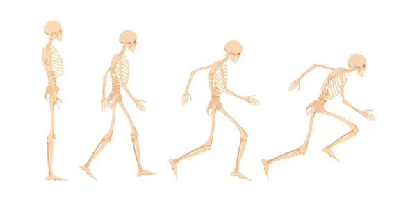 Stages of readiness for running human skeleton. — Stock Vector