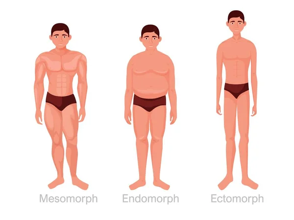 Tipos de cuerpo humano. Cuerpo atlético mesomórfico y endomórfico completo con grasa subcutánea — Vector de stock
