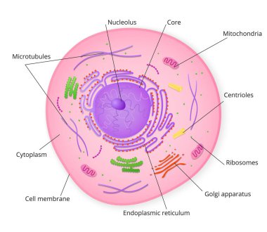 Structure of cell with signed particles clipart