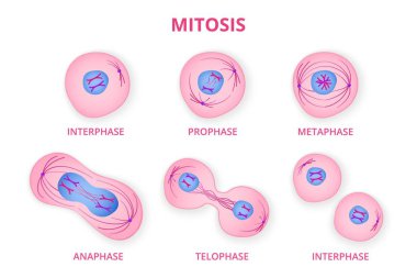 Process of division of organic cell clipart