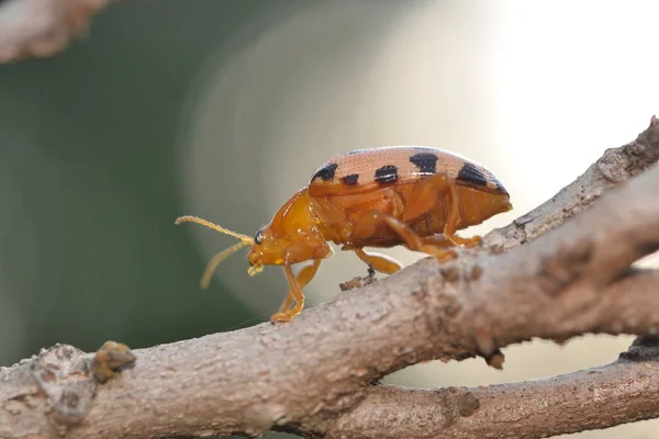 Podontia Leaf Beetle Tree — Stock Photo, Image