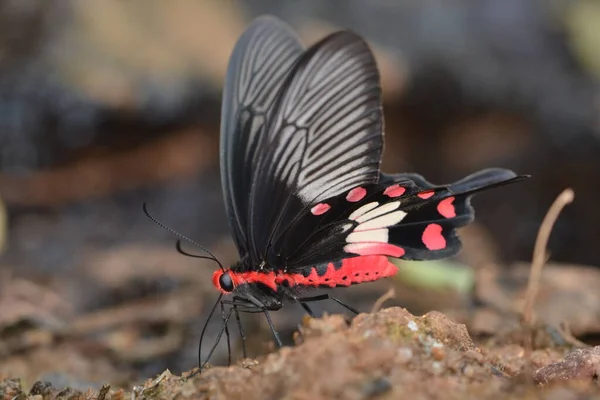 Borboleta Rosa Comum Poleiro Chão — Fotografia de Stock