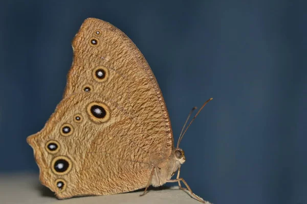 Pansy Moth Blue Blackground — Stock Photo, Image