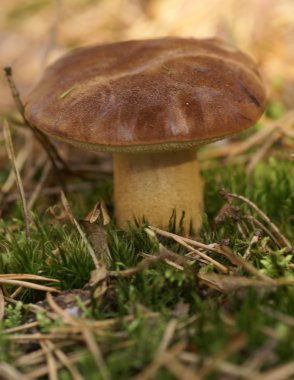 bolete mantar