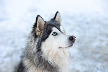 Kış mevsiminde karlı bir arka planda köpek yavrusu yetiştirir..