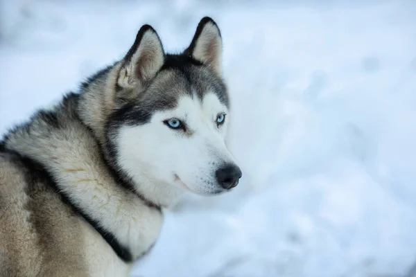 Pes Husky Plemena Zimě Zasněženém Pozadí — Stock fotografie